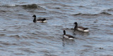 Pale-bellied Brent Geese, Loch Indaal, Islay