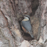 Nuthatch, Birthwood-Culter Glen, Clyde