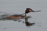 Great Crested Grebe, Hogganfield Loch, Glasgow