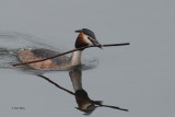 Great Crested Grebe, Hogganfield Loch, Glasgow