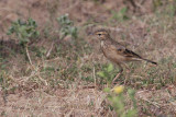 Paddyfield Pipit, Yala NP, Sri Lanka