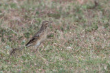 Paddyfield Pipit, Yala NP, Sri Lanka