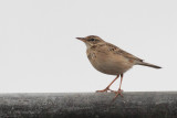 Paddyfield Pipit, Horton Plains NP, Sri Lanka