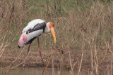 Painted Stork, Uda Walawe NP, Sri Lanka