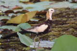 Pheasant-tailed Jacana, Tamarind Tree Hotel, Sri Lanka