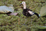 Pheasant-tailed Jacana, Tamarind Tree Hotel, Sri Lanka