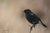 Pied Bushchat, Nuwara Eliya, Sri Lanka