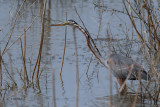 Purple Heron, Uda Walawe NP, Sri Lanka