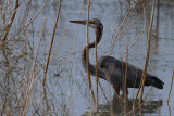 Purple Heron, Uda Walawe NP, Sri Lanka
