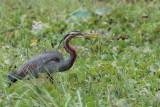 Purple Heron, Tissamaharama, Sri Lanka