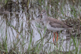 Redshank, Bundala NP, Sri Lanka