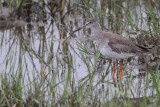 Redshank, Bundala NP, Sri Lanka