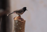 Red-vented Bulbul, Kithulgala, Sri Lanka