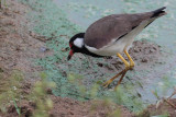 Red-wattled Lapwing, Uda Walawe NP, Sri Lanka