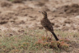 Richard's Pipit, Bundala NP, Sri Lanka