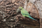 Rose-ringed Parakeet, Tissamaharama, Sri Lanka
