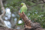 Rose-ringed Parakeet, Tissamaharama, Sri Lanka