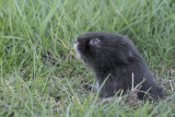 Water Vole, Glasgow