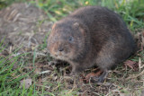 Water Vole, Glasgow