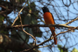 Scarlet Minivet, Kithulgala, Sri Lanka