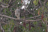Shikra (juvenile), Uda Walawe NP, Sri Lanka