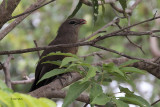 Sirkeer Malkoha, Uda Walawe NP, Sri Lanka