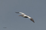 Spot-billed Pelican, Uda Walawe NP, Sri Lanka
