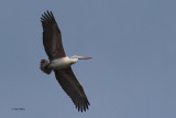 Spot-billed Pelican, Uda Walawe NP, Sri Lanka