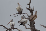 Spot-billed Pelican, Tissamaharama, Sri Lanka