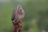 Spotted Dove, Kithulgala, Sri Lanka