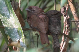 Sri Lanka Frogmouth, Sinharaja NP, Sri Lanka