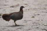 Sri Lanka Junglefowl, Sinharaja NP, Sri Lanka