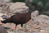 Sri Lanka Spurfowl, Sinharaja NP, Sri Lanka