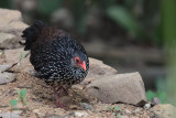 Sri Lanka Spurfowl, Sinharaja NP, Sri Lanka
