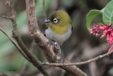 Sri Lanka Whiteye, Horton Plains NP, Sri Lanka