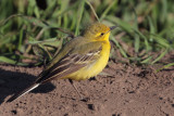 Yellow Wagtail, Fife