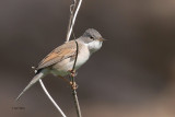 Common Whitethroat, Fife Ness