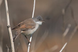 Common Whitethroat, Fife Ness