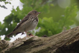 Tree Pipit, Ross Wood-Loch Lomond, Clyde