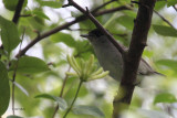 Blackcap, Ross Wood-Loch Lomond, Clyde