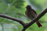 Redstart (female), Ross Wood-Loch Lomond, Clyde