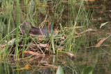 Moorhen, RSPB Barons Haugh, Clyde