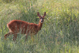 Roe Deer, RSPB Barons Haugh, Clyde