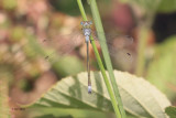 Emerald Damselfly, RSPB Barons Haugh, Clyde