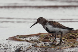 Dunlin, Ring Point-RSPB Loch Lomond, Clyde