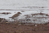 Little Ringed Plover juvenile, Ring Point-RSPB Loch Lomond, Clyde