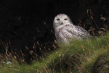 Snowy Owl, Hirta-St Kilda