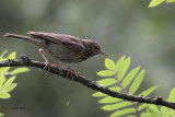Tree Pipit (juvenile), Auchingyle Wood-Loch Lomond, Clyde