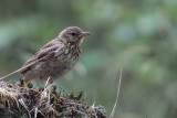 Tree Pipit (juvenile), Auchingyle Wood-Loch Lomond, Clyde