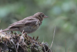 Tree Pipit (juvenile), Auchingyle Wood-Loch Lomond, Clyde